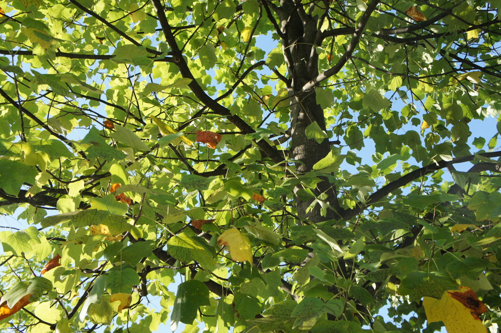 DSC00957