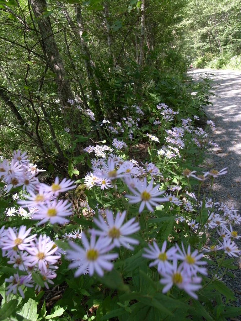 見守る花