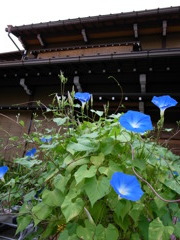 朝の顔