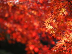 もみじの天の川