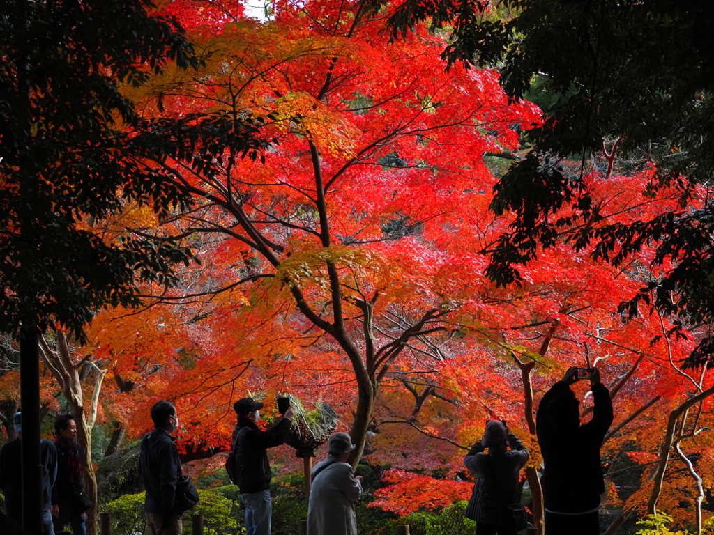 浮かび上がる赤に沸き立つ人々