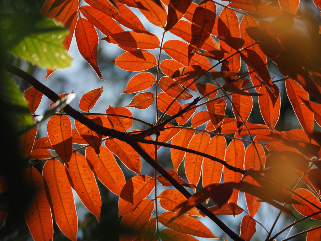 秋色のコンパス