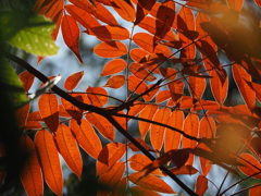 秋色のコンパス