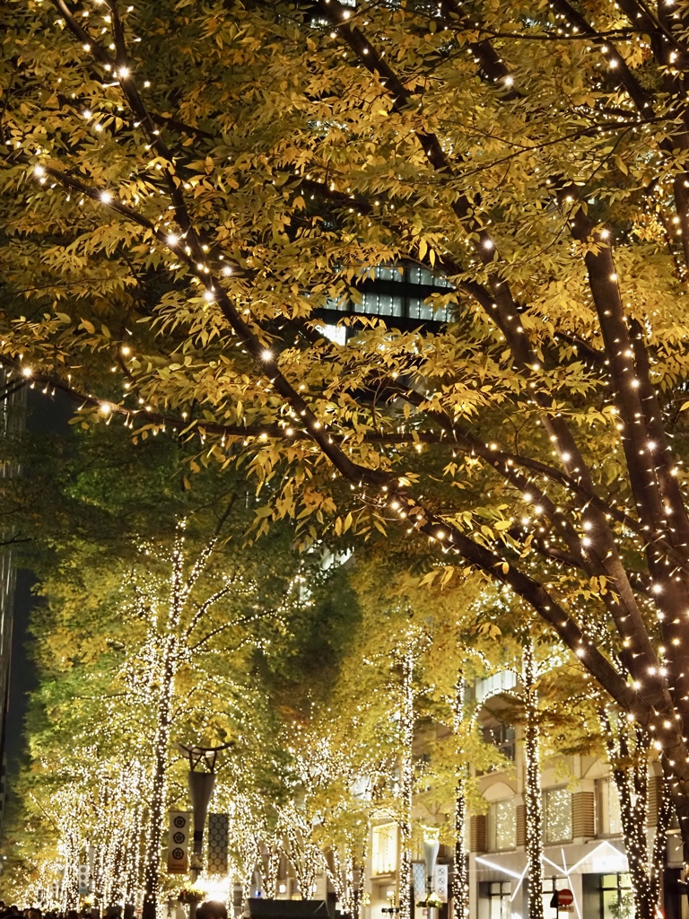 黄葉とイルミネーション