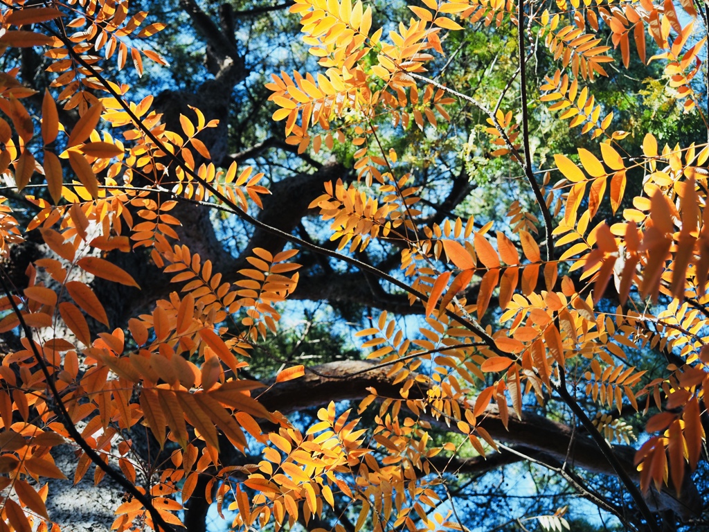 色づくハゼノキ