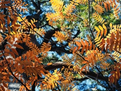 色づくハゼノキ