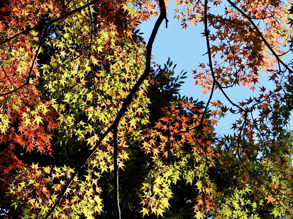 もみじのカーテン