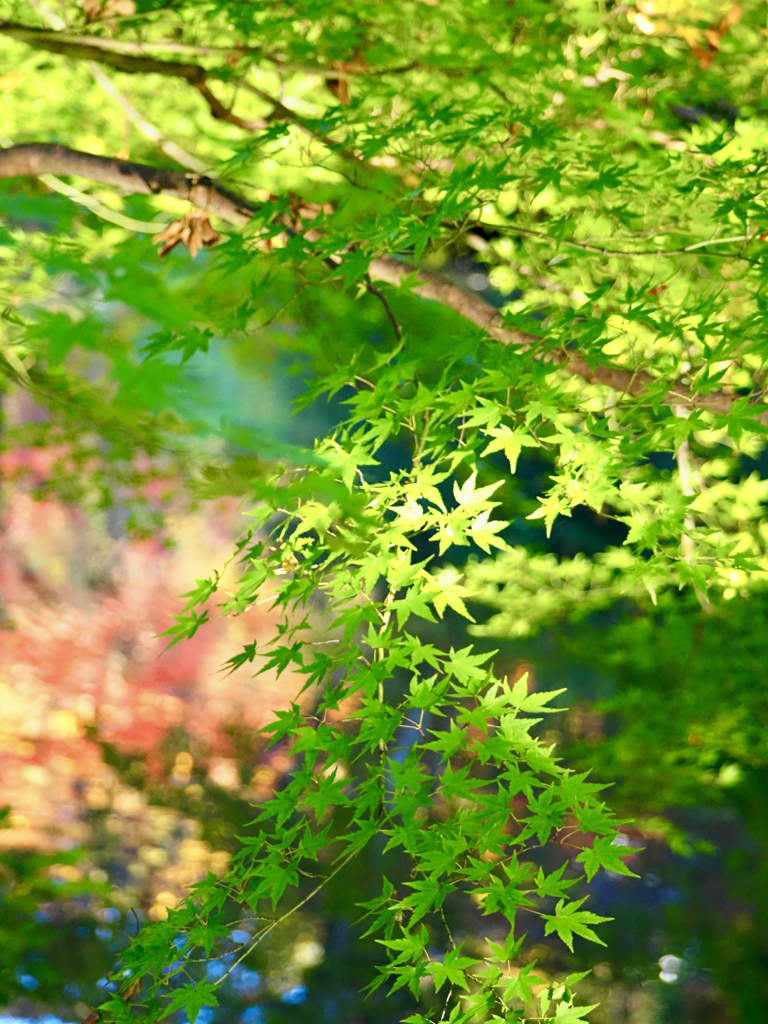 青もみじ