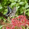 曼珠沙華と蝶