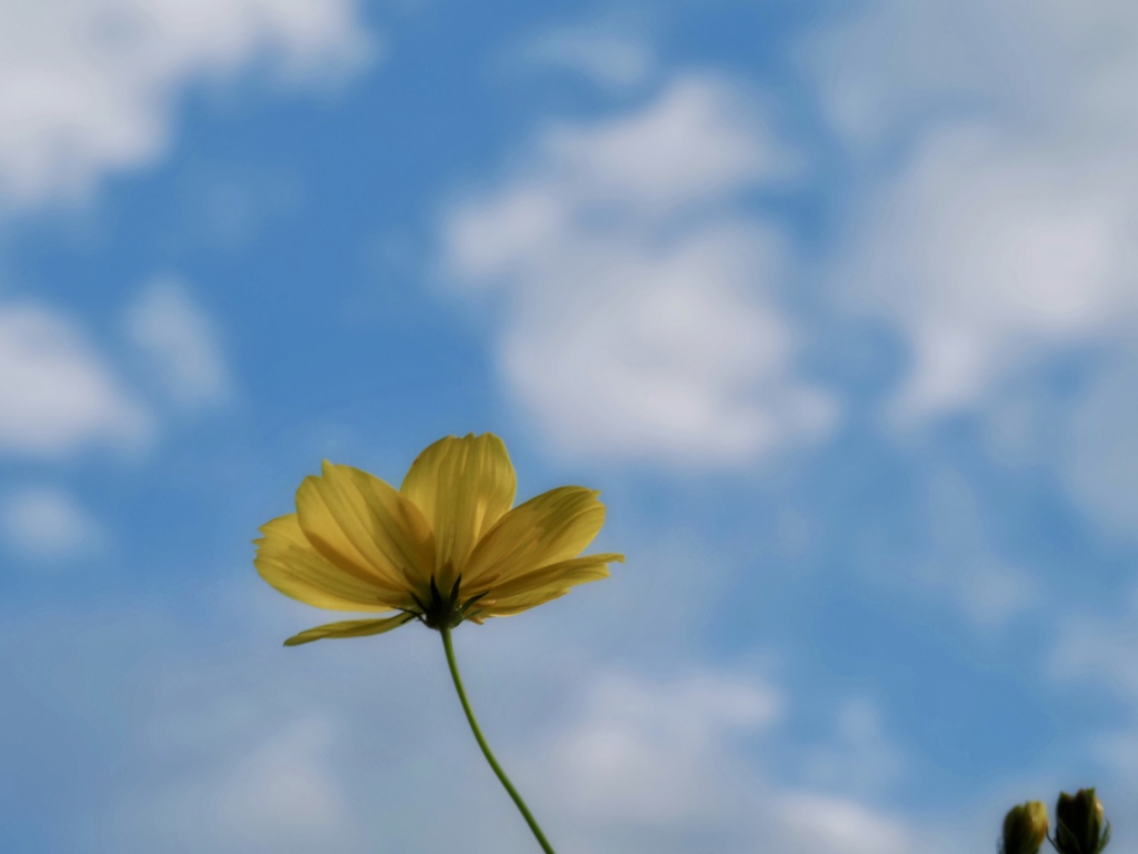 秋空に一輪