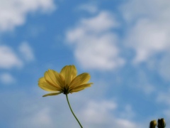 秋空に一輪
