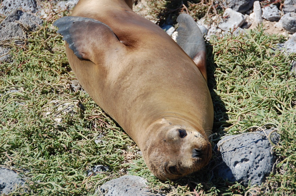 Galapagos Island