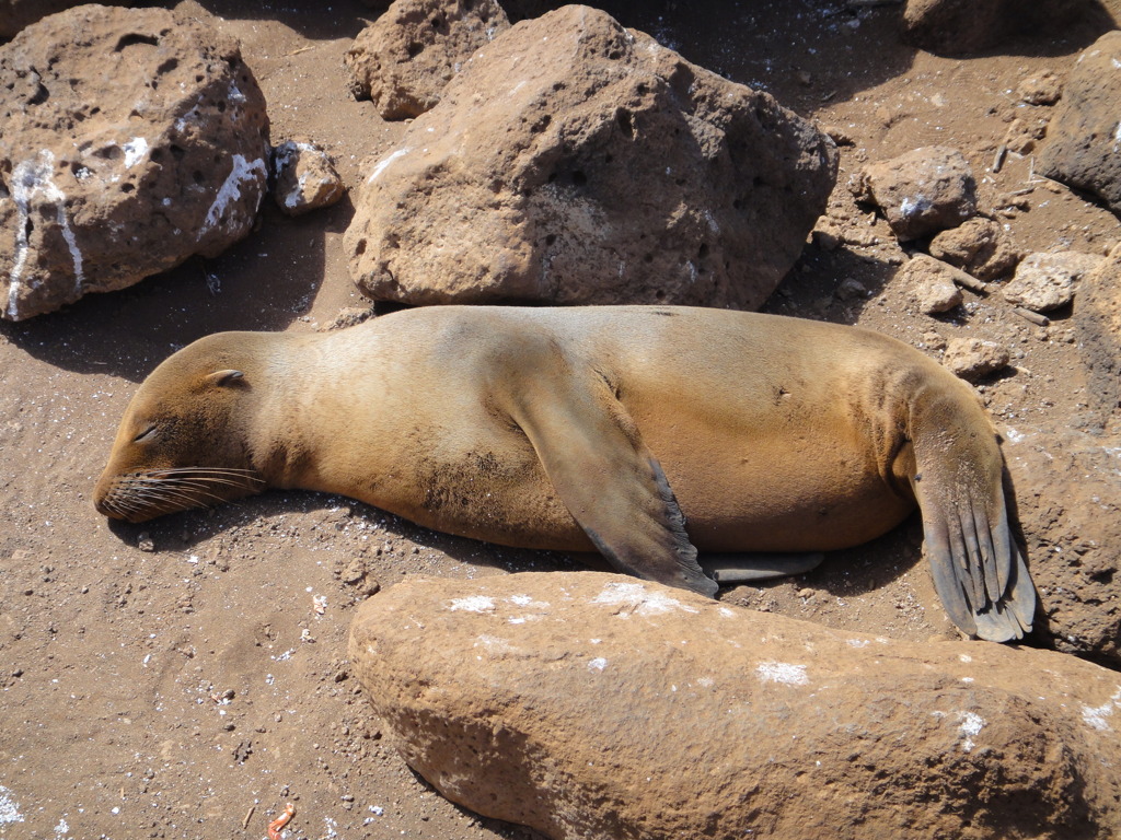 Galapagos Island