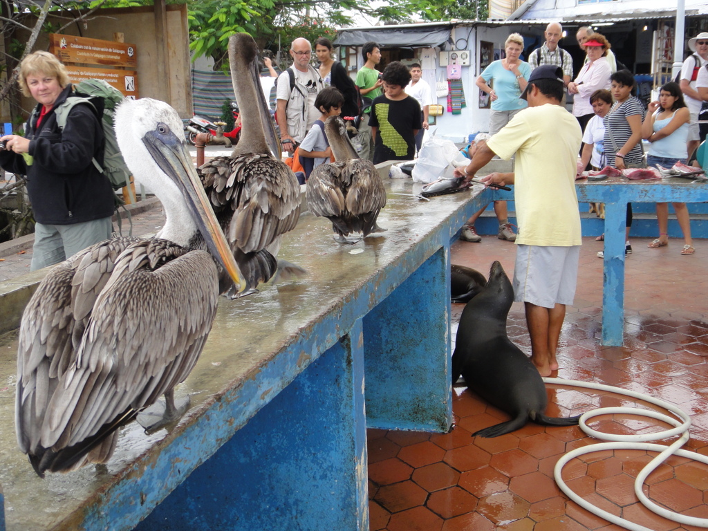 Galapagos Island