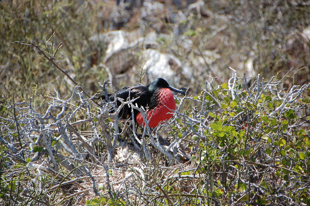 Galapagos Island