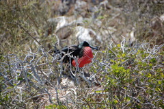 Galapagos Island