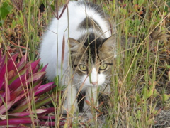 ガラパゴスねこ