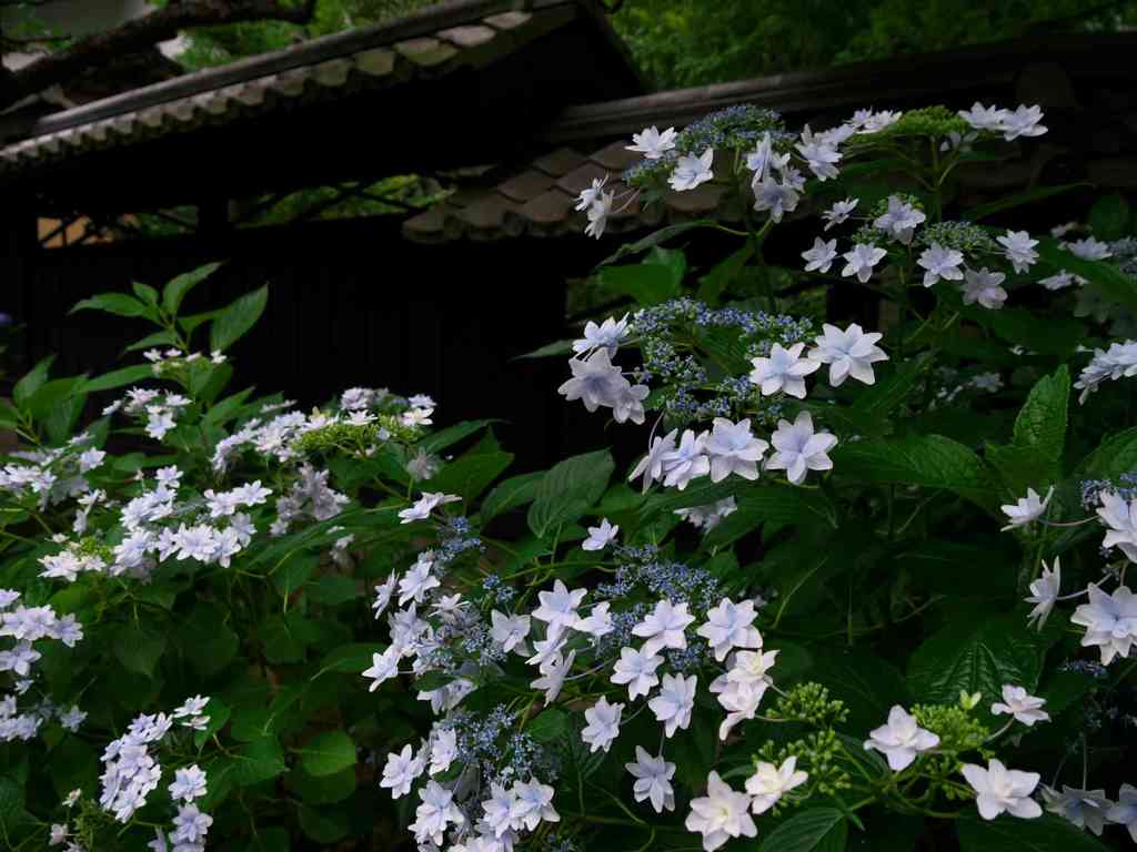 寺院の紫陽花