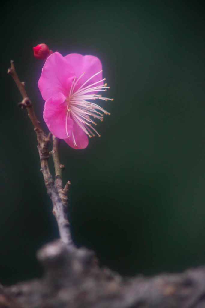 梅の香り