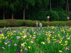 菖蒲園のお散歩