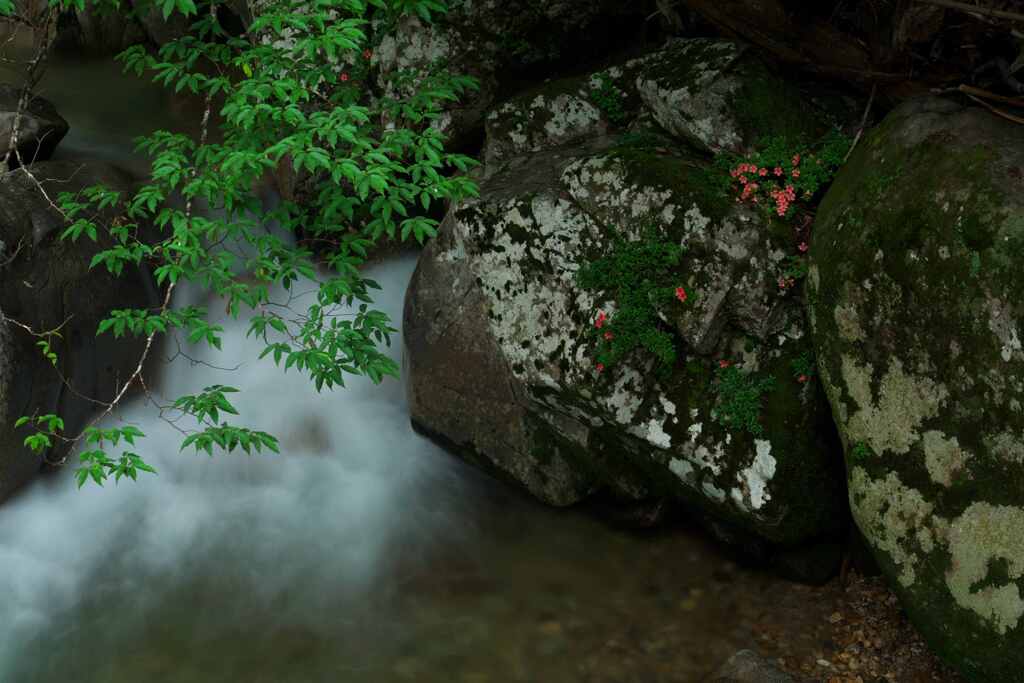 緑の渓谷