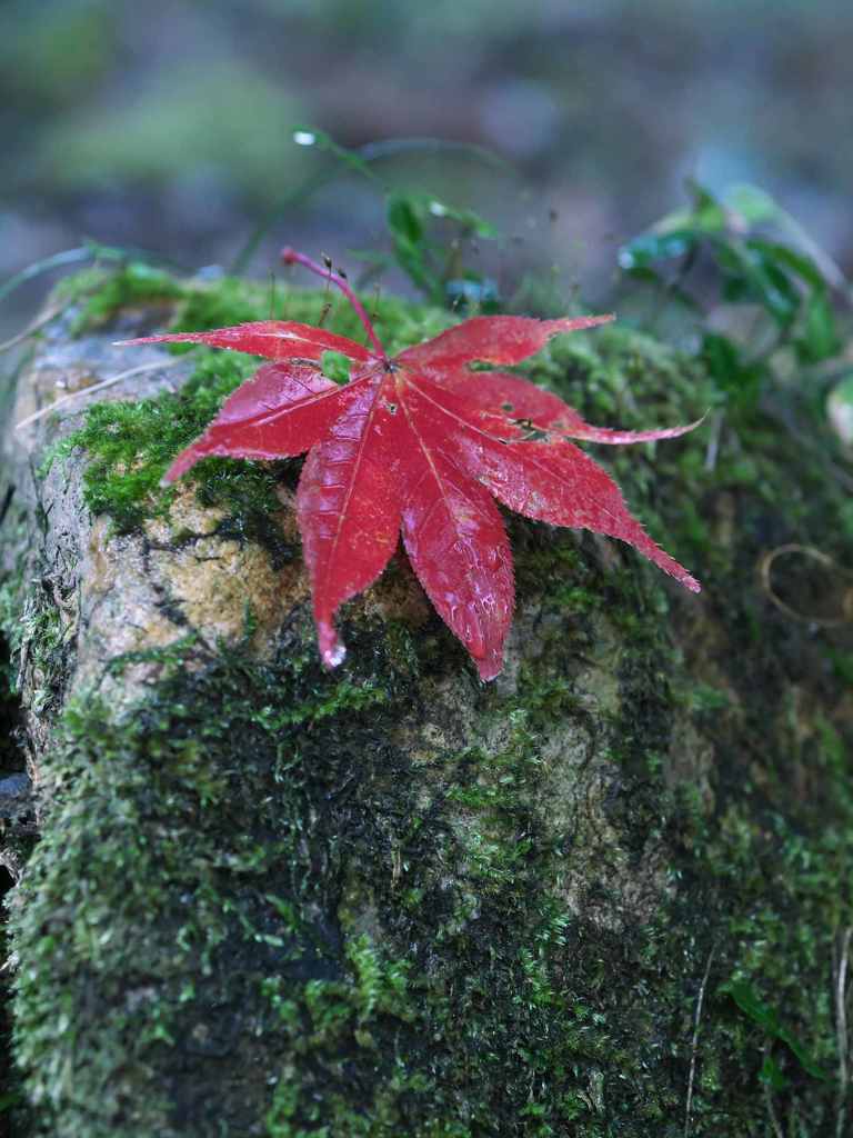 苔もみじ
