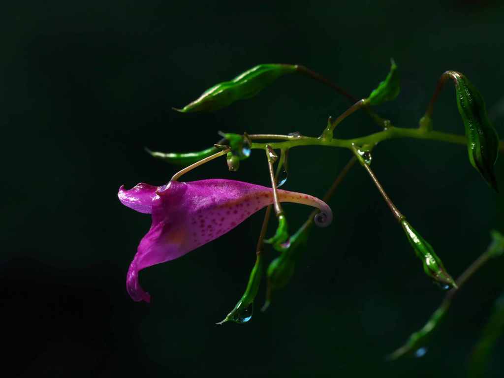 秋雨