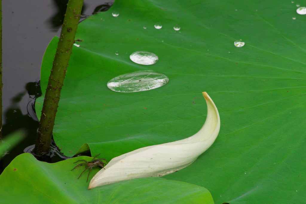 雨上がり