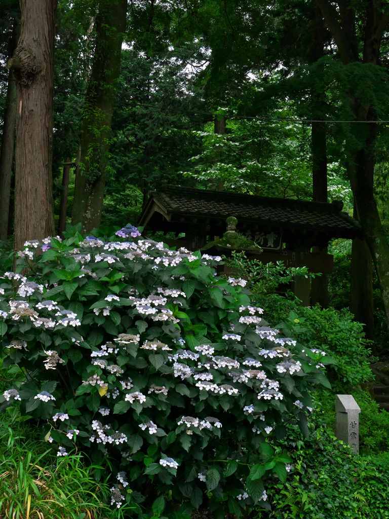 紫陽花のある山門