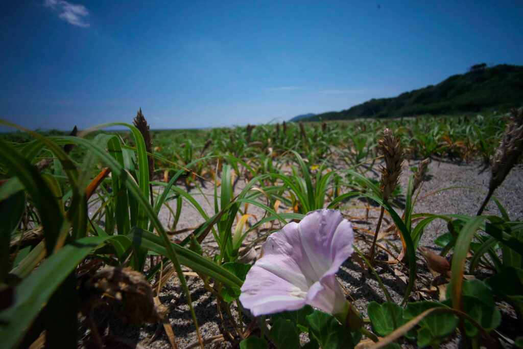 初夏の浜辺