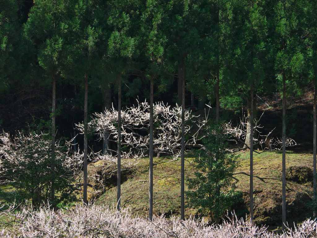 木立と梅林