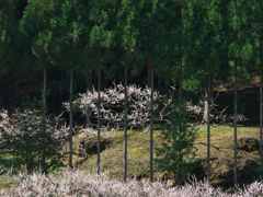 木立と梅林