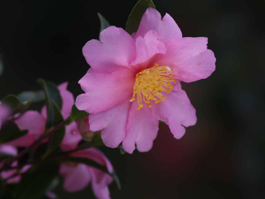 ピンクの山茶花