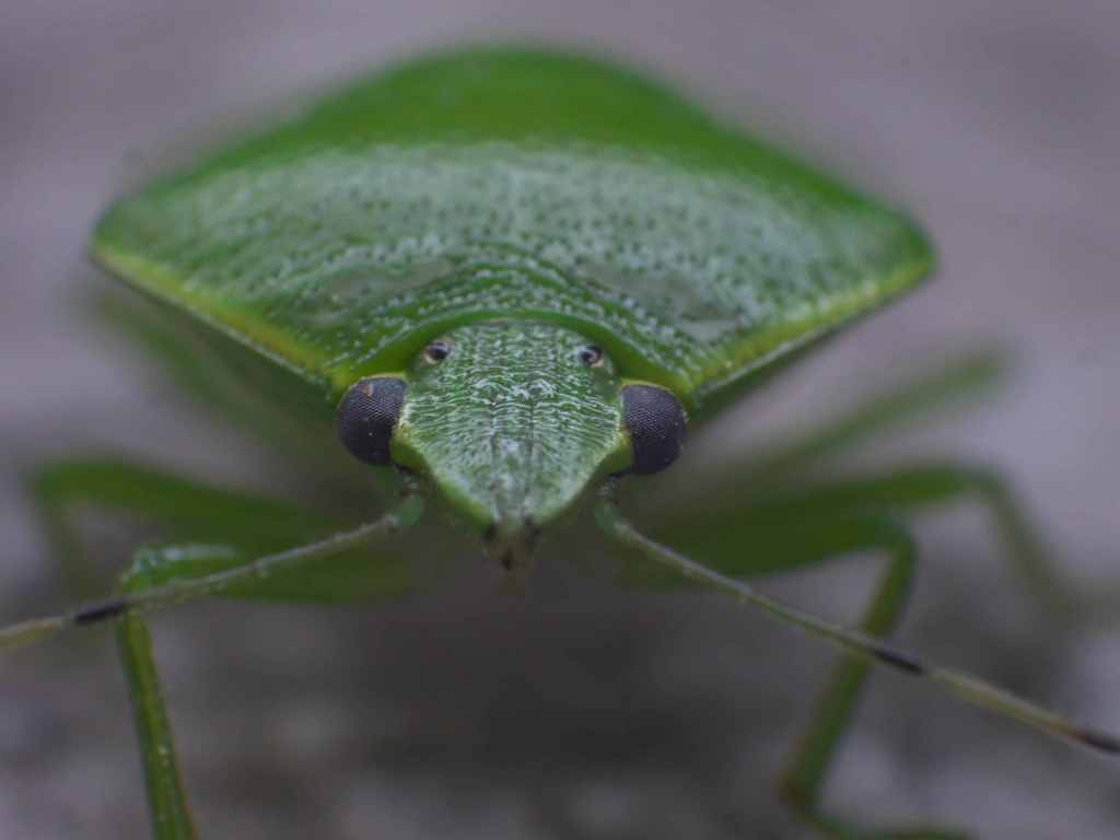 俺はカメムシだ