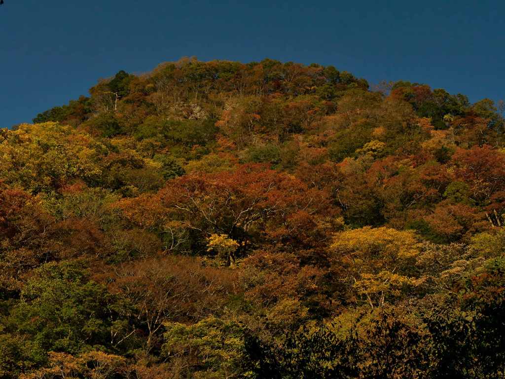 紅葉の山