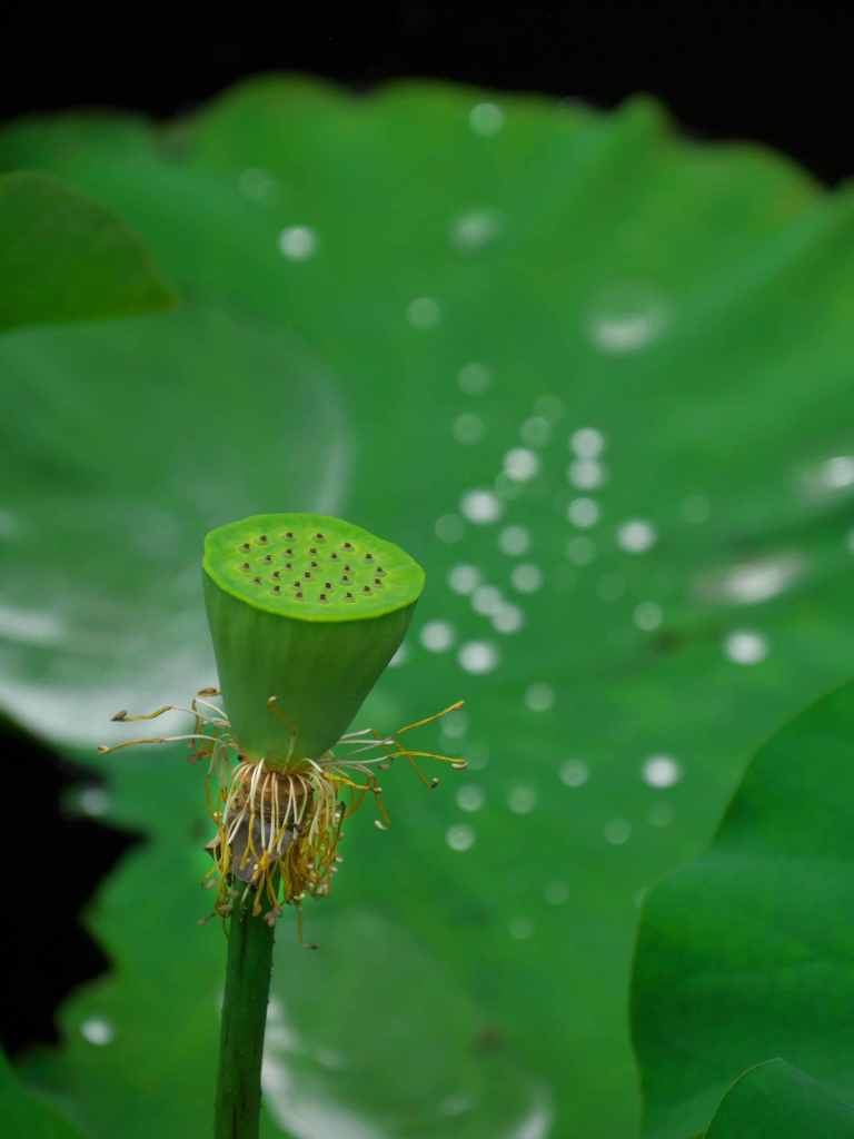 雨上がり