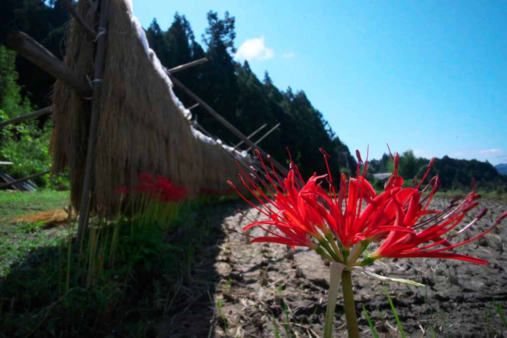 秋の日差しの彼岸花