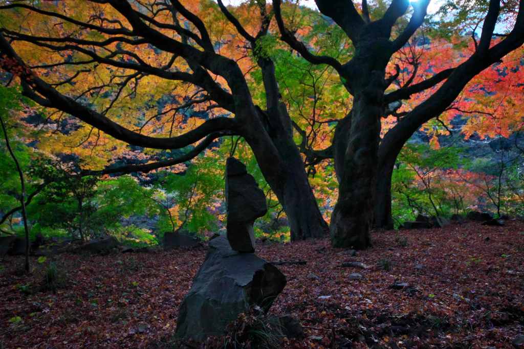 紅葉
