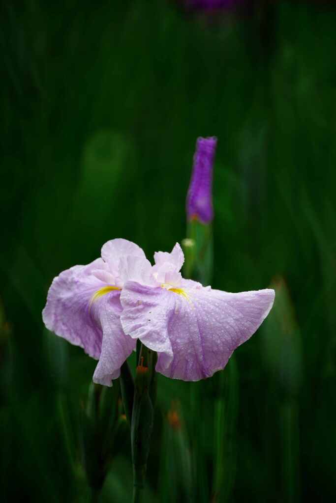 水滴花しょうぶ