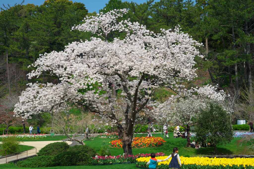 桜の下の二人