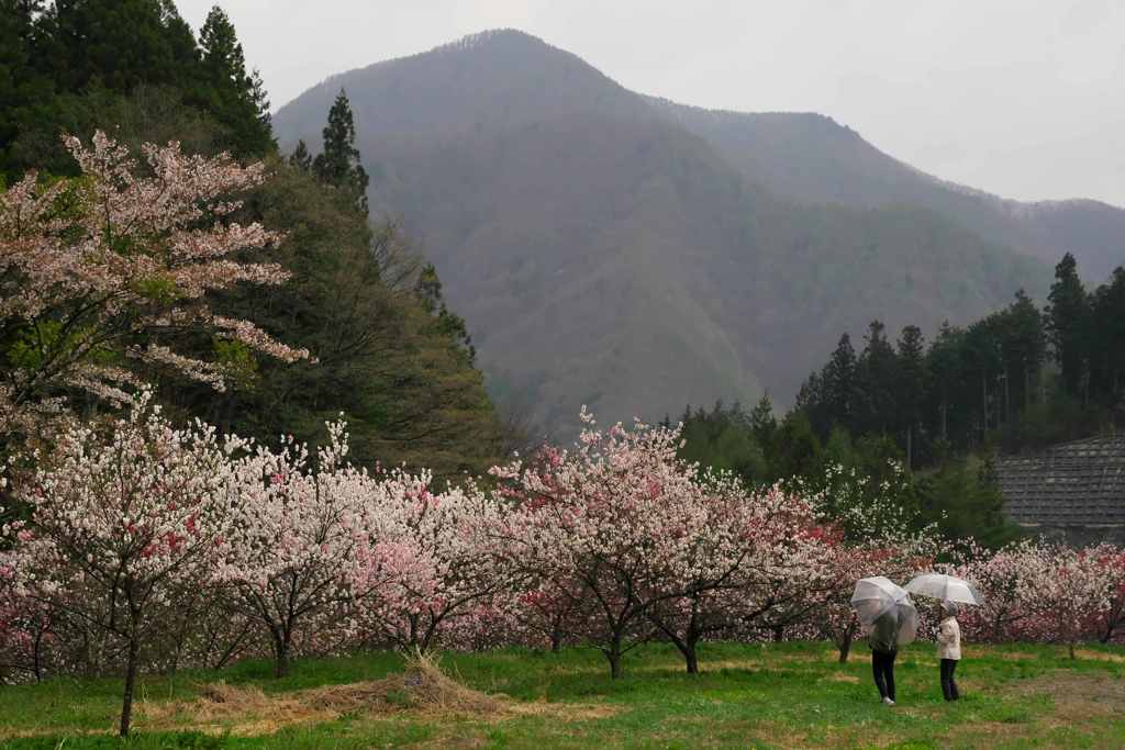 雨の花桃の里