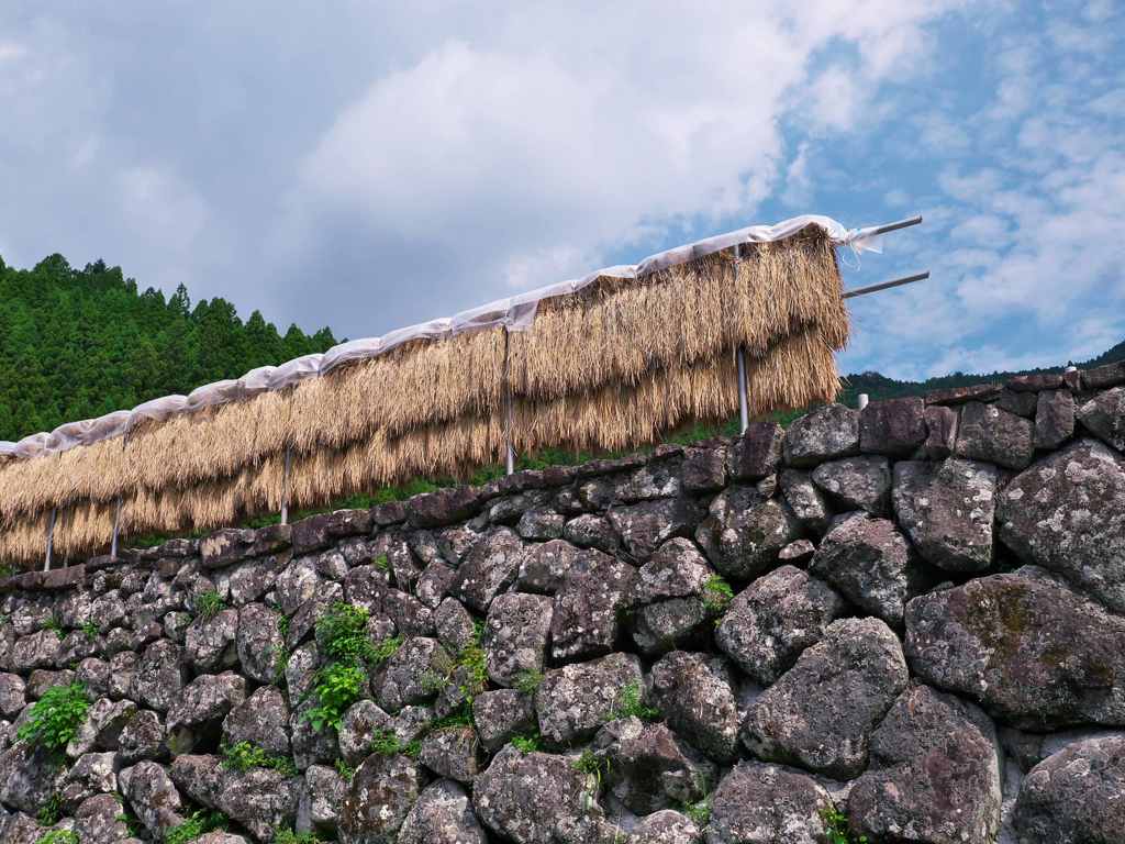 秋空のハザ掛け