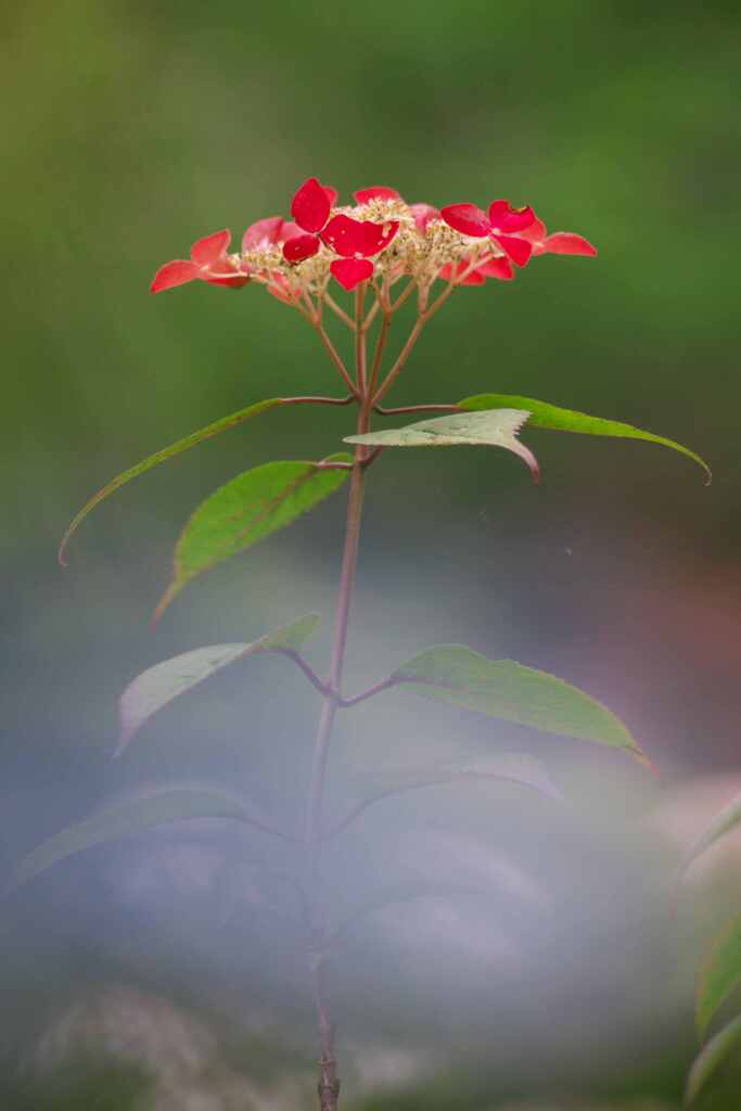紅の雨