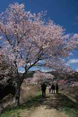 晴天の桜散歩