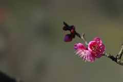 梅の開花