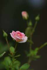 秋の薔薇