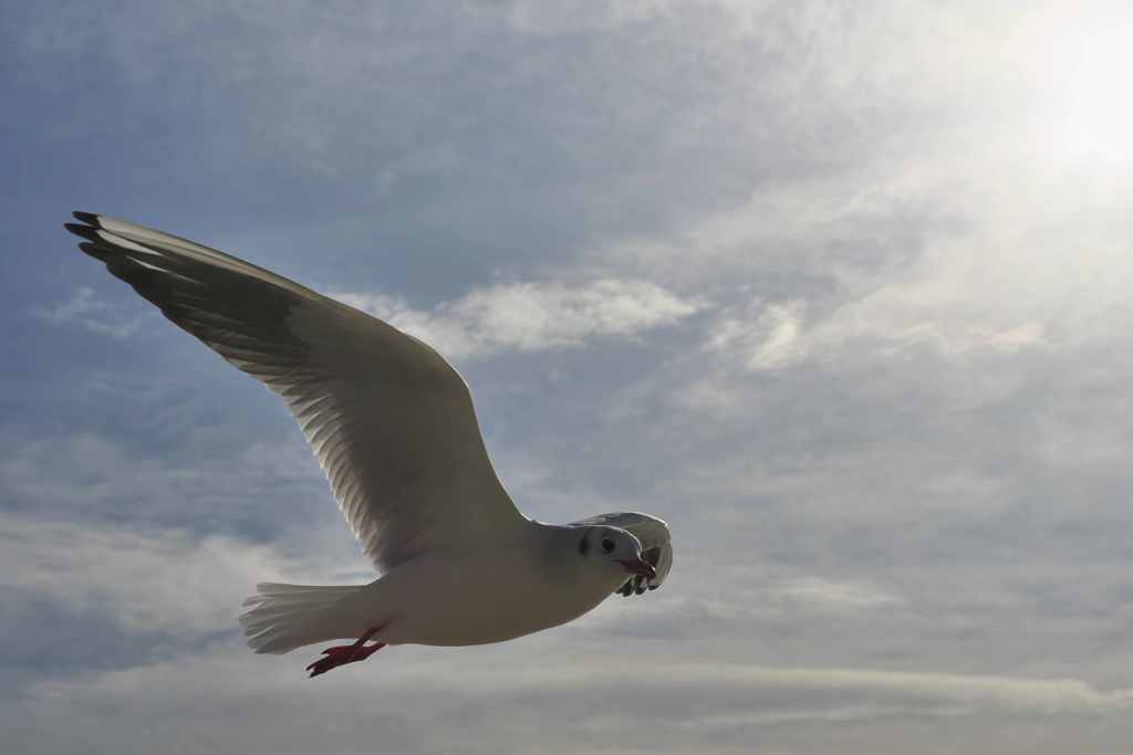 大空を行く