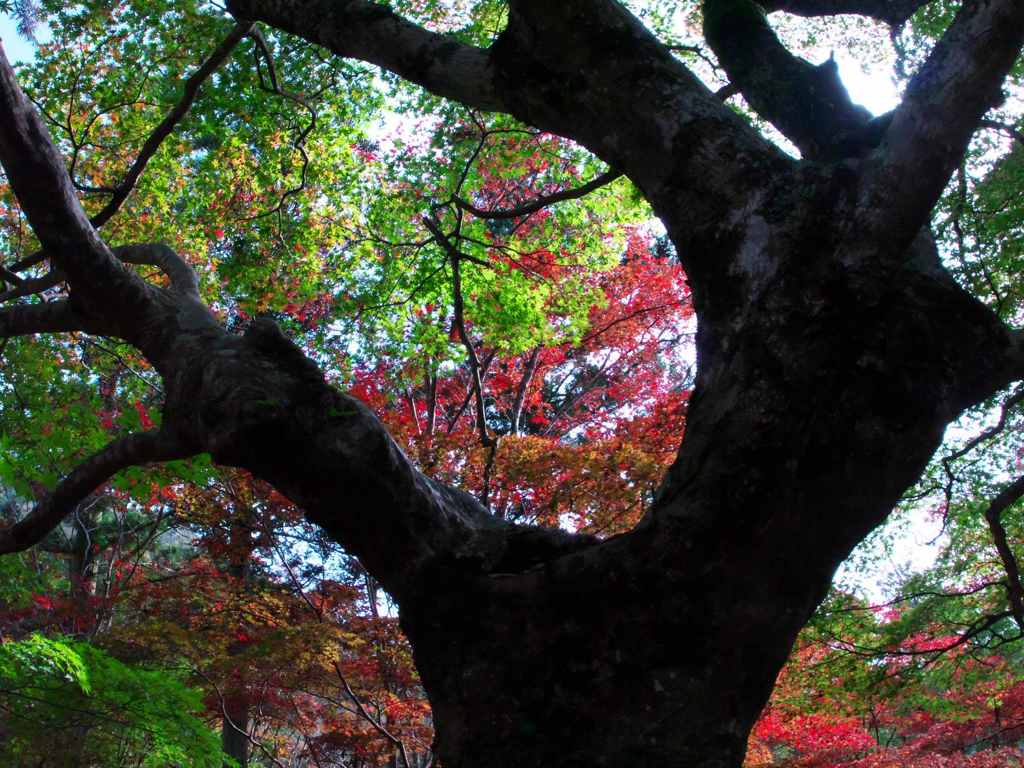 今年の紅葉