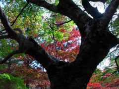 今年の紅葉