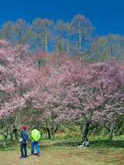 晴天、高遠桜